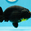 AAA Grade Black Gozilla Unique Orange Pompoms LionKing 5-5.5 inches #0503LC_24