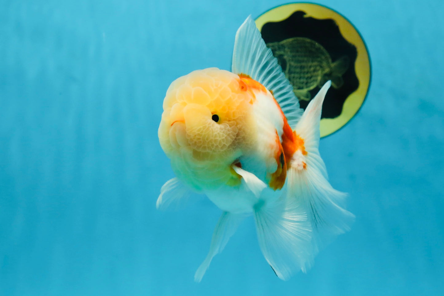 AAA Grade Godzilla Sakura Oranda Male 5 inches #052325OR_09