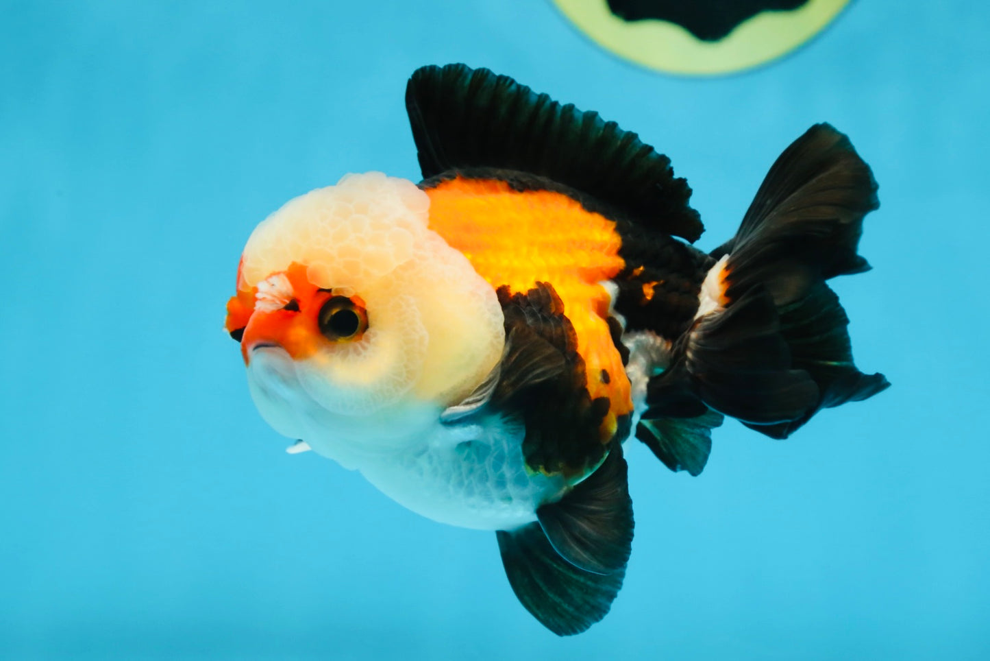 A Grade Adorable Pompom Tricolor Yuanbao Male 4-4.5 inches #071125YB_19