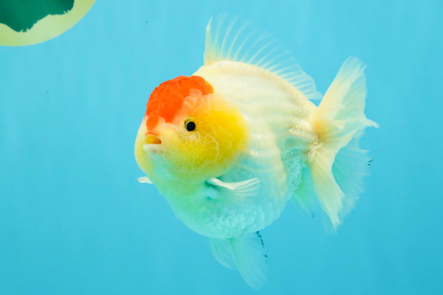 CHUBBY AAA Grade Tancho Red White Yuanbao Male 5-5.5 inches #031326YB_18