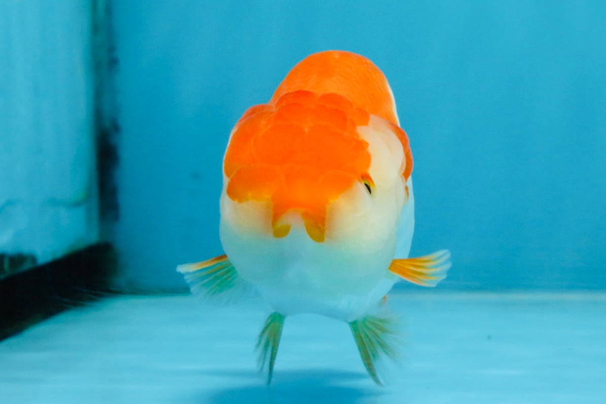 A Grade Red White LionQueen 4 inches #103125LC_20