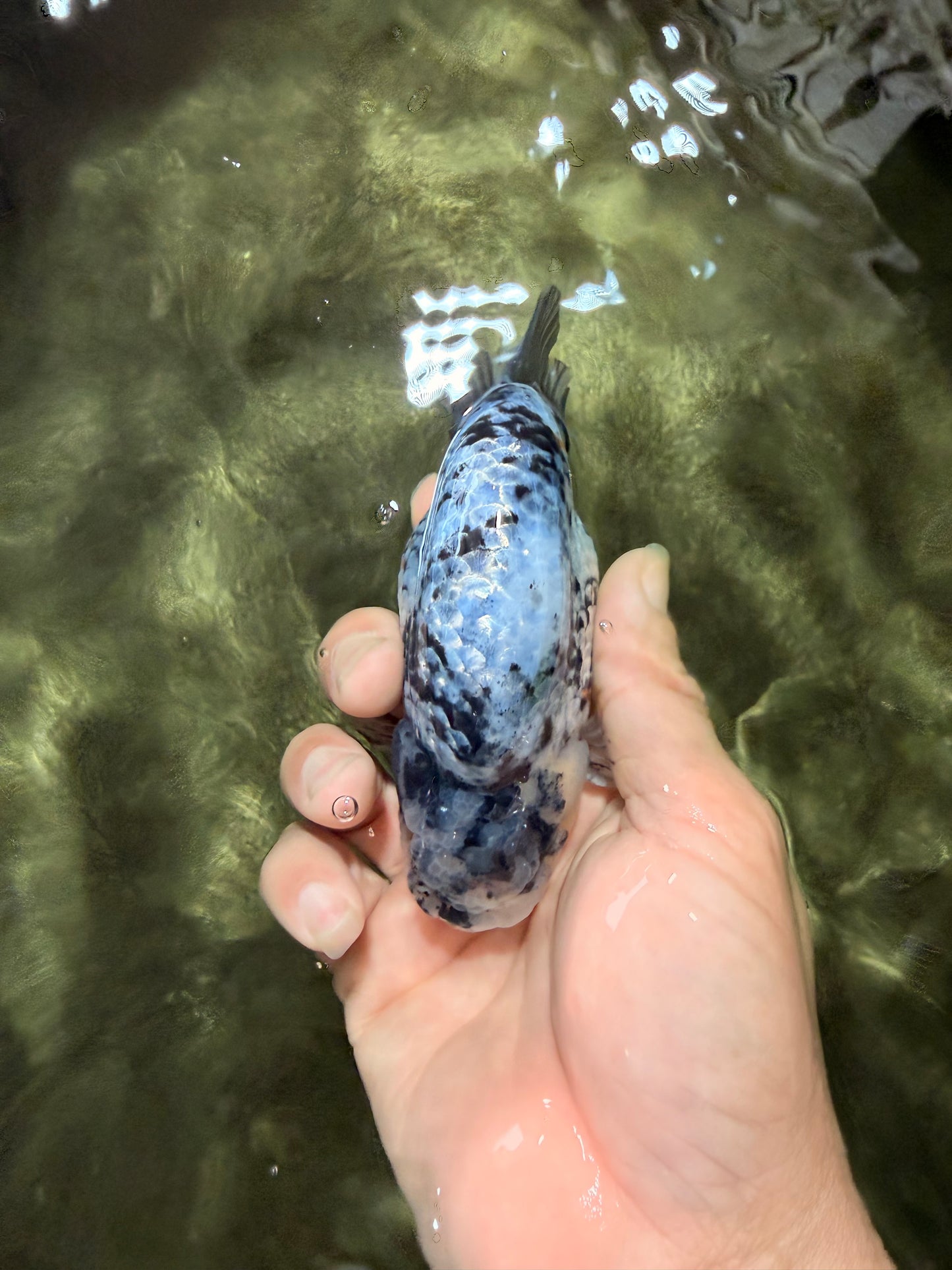 A Grade Tiger Ranchu Male 4.5-5 inches #081426RC_23