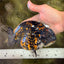 Tiger Ranchu Female 6 inches #100926RC_32