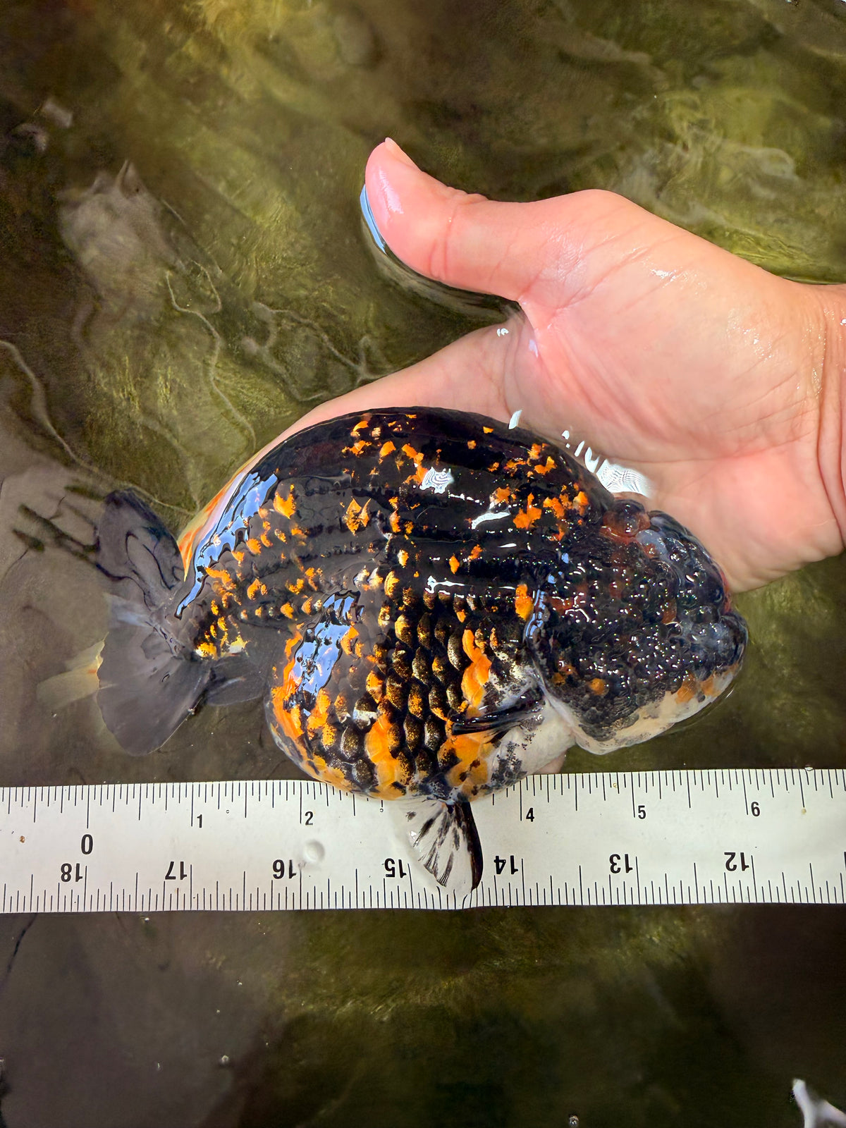 Tiger Ranchu Female 6 inches #100926RC_32