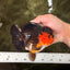 SUPER CUTE AAA Grade Tricolor Yuanbao Female 5 inches #062626YB_16