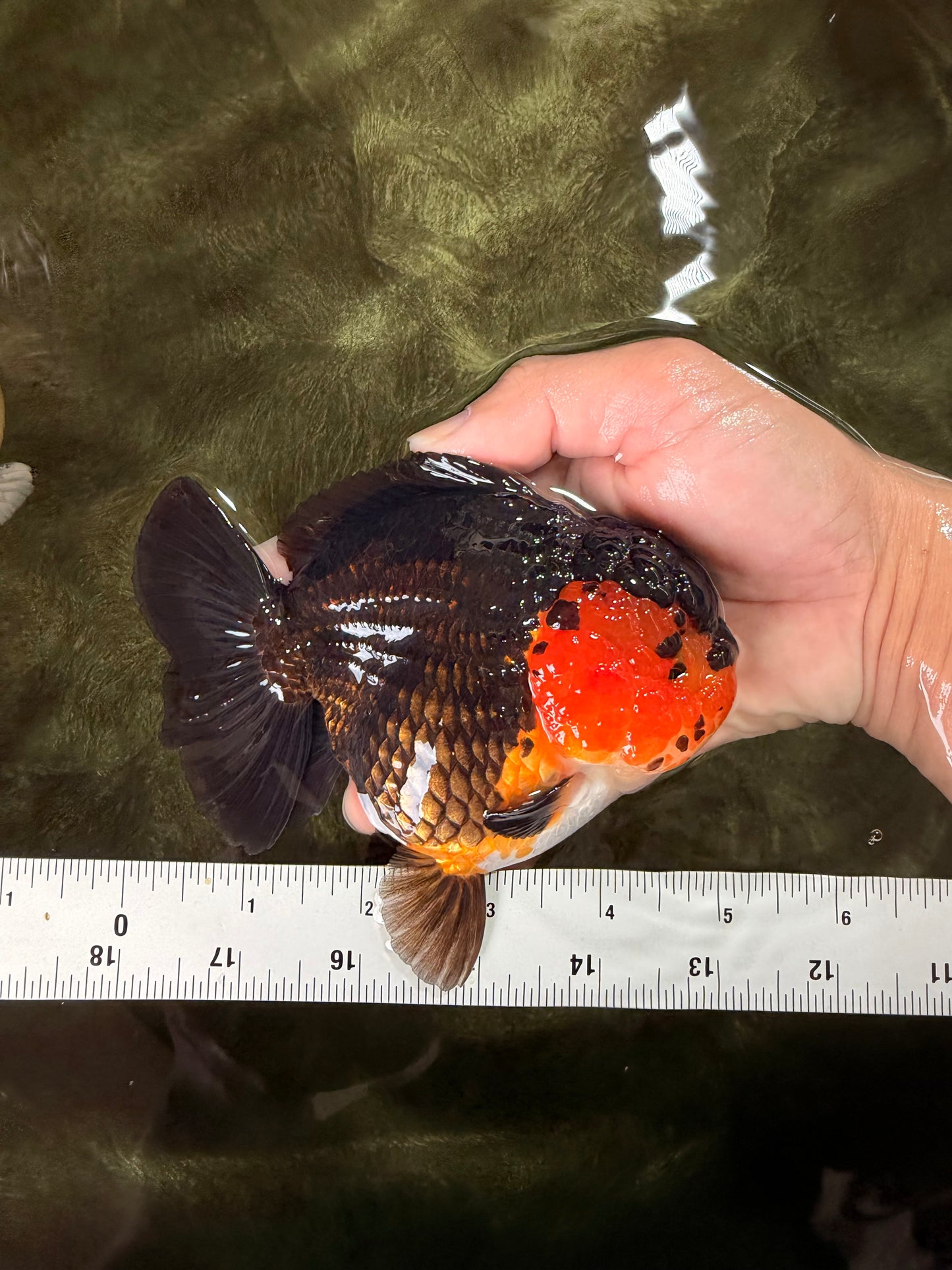 SUPER CUTE AAA Grade Tricolor Yuanbao Female 5 inches #062626YB_16