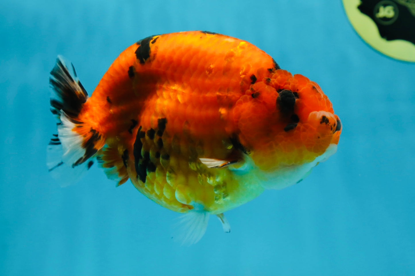 AAA Grade Cow Tiger LionKing 5 inches #050925LC_01