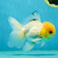 A Grade White Buttoned Eyes Oranda Male 4.5-5 inches #042525OR_09