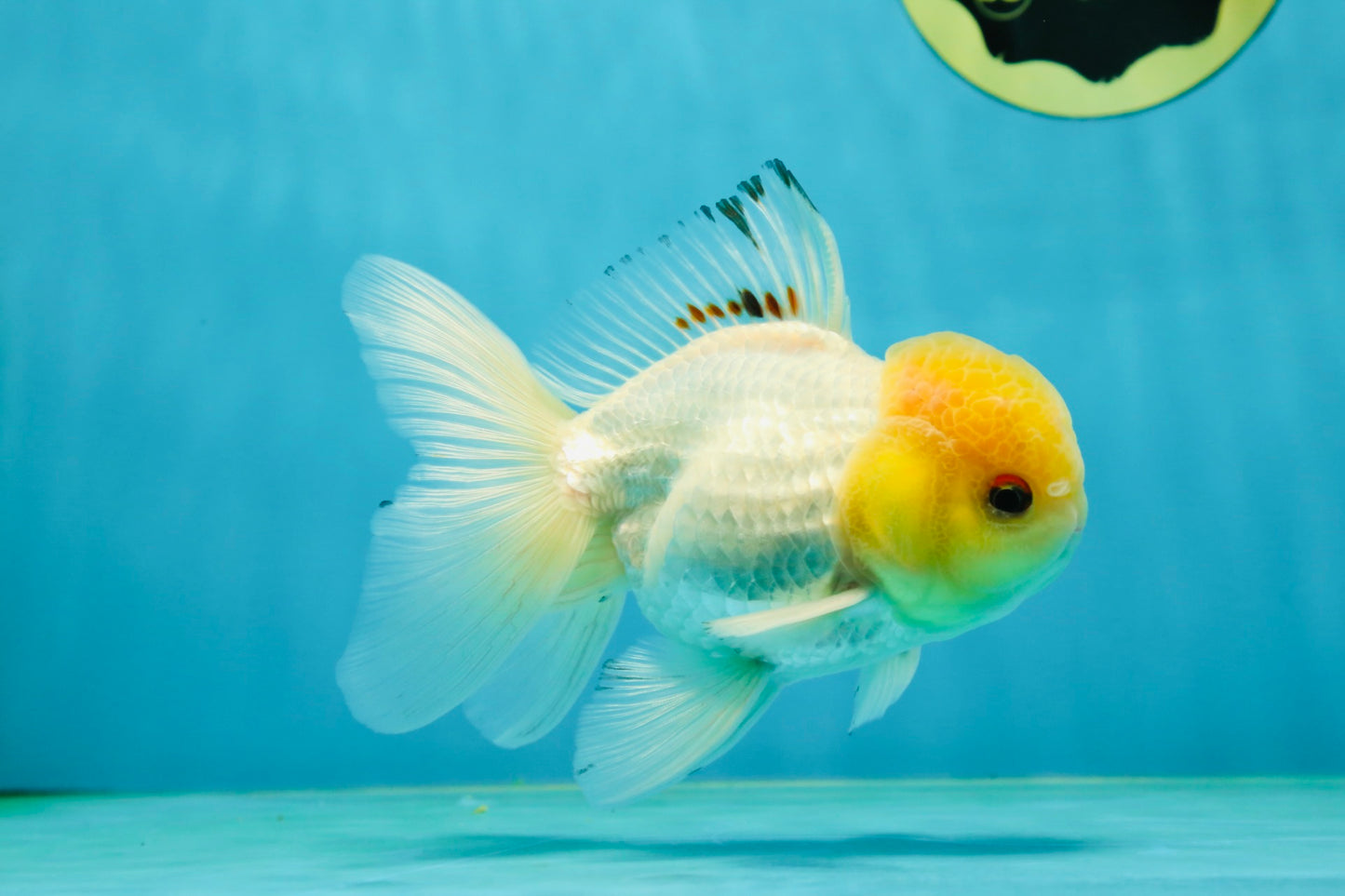A Grade White Buttoned Eyes Oranda Male 4.5-5 inches #042525OR_09