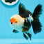 AAA Grade Tricolor Oranda Male 5 inches #0920OR_21