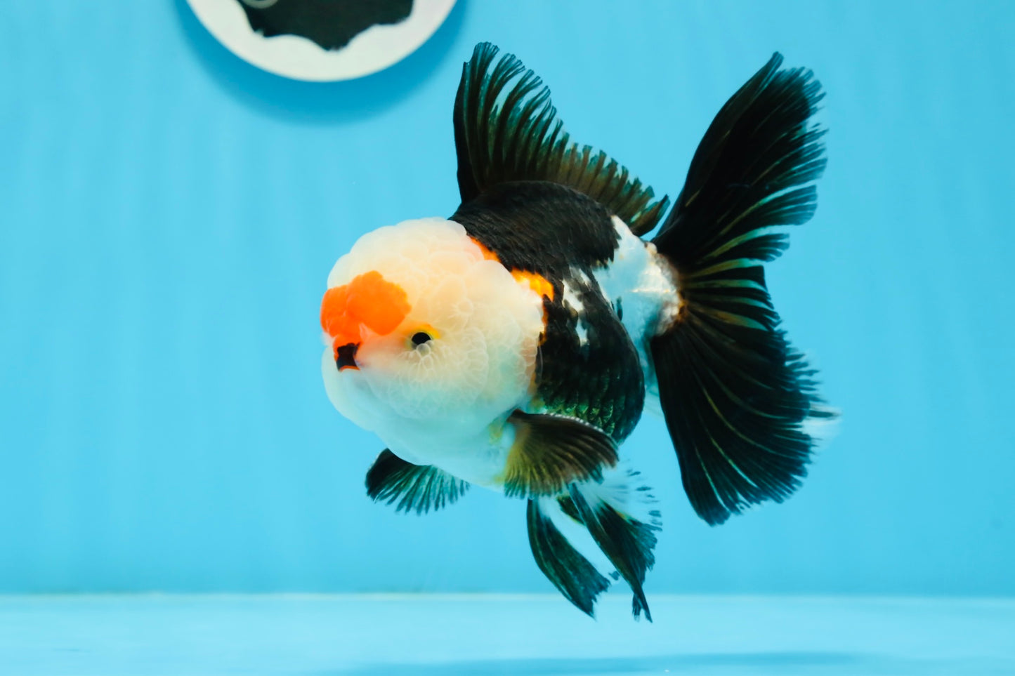 AAA Grade Tricolor Oranda Male 5 inches #0920OR_21