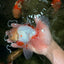 A Grade Lipstick Red White Oranda Male 5.5-6 inches #100926OR_14