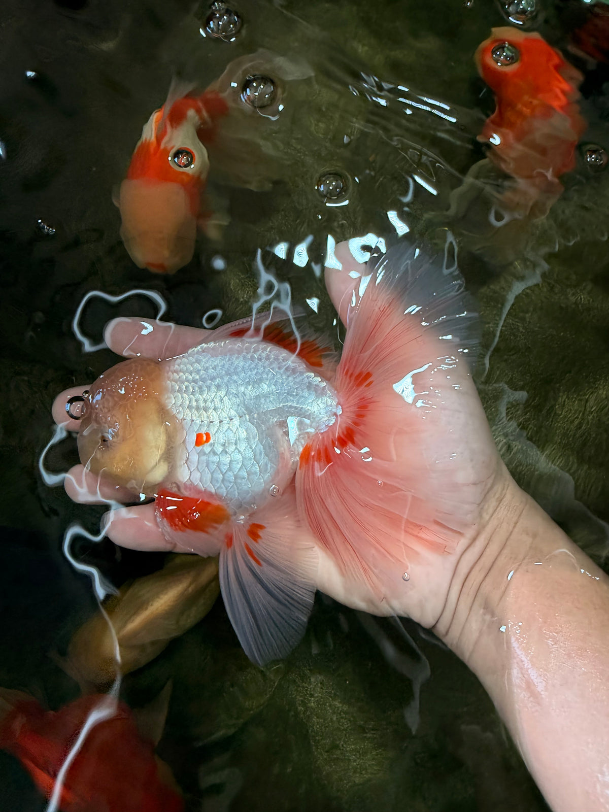 A Grade Lipstick Red White Oranda Male 5.5-6 inches #100926OR_14