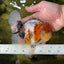 AAA Grade Calico Oranda Male 5-5.5 inches #050925OR_48