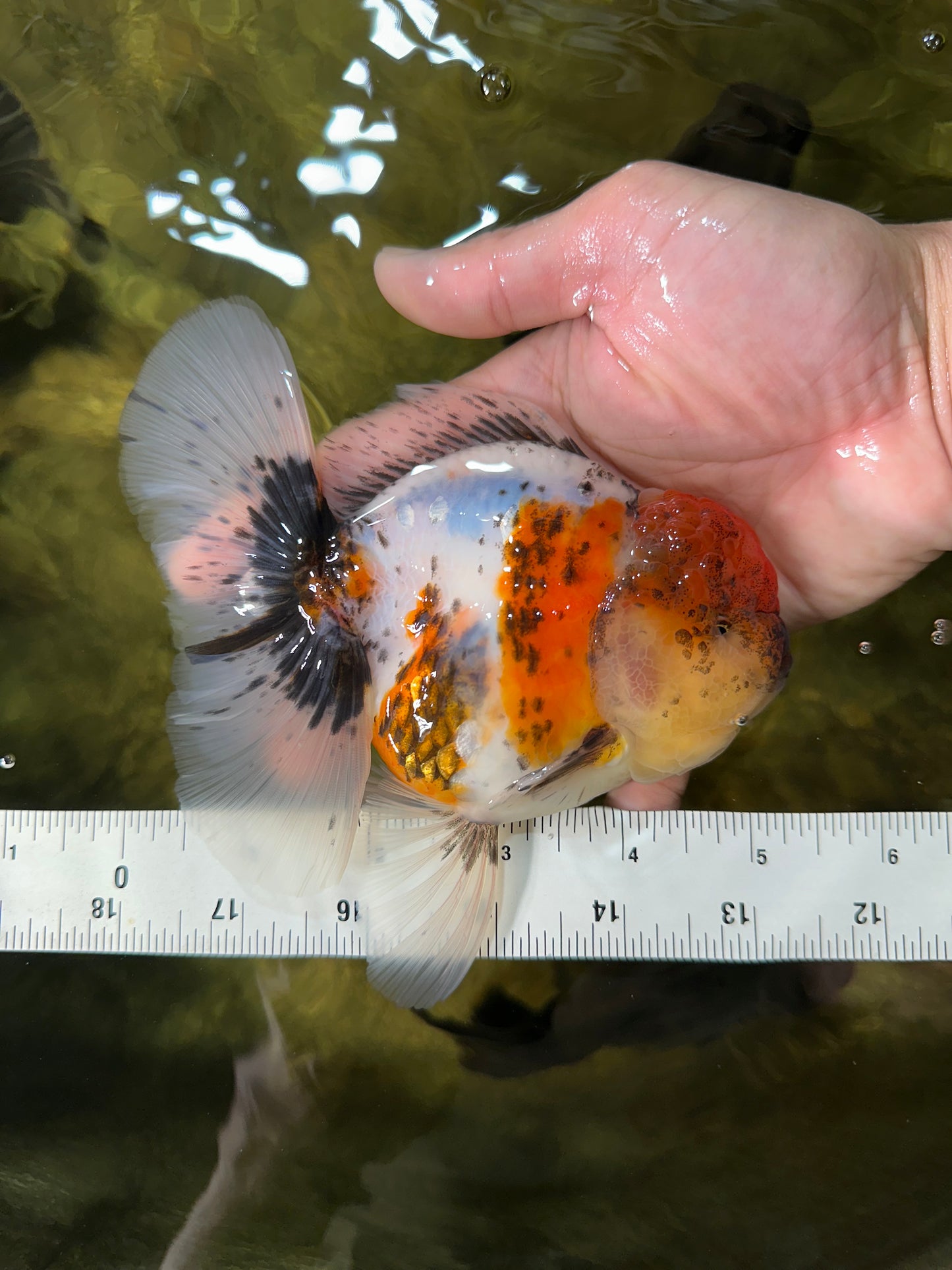 AAA Grade Calico Oranda Male 5-5.5 inches #050925OR_48