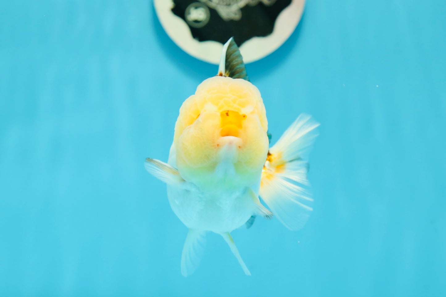 A Grade Lemonhead Tricolor Piggy Yuanbao Female 4-4.5 inches #1117YB_08