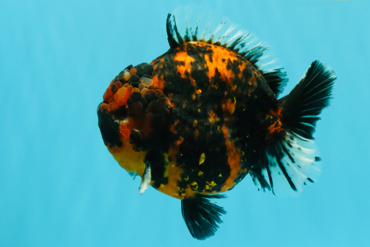 AAA Grade Godzilla Tiger Yuanbao Male 5.5-6 inches #032026YB_21