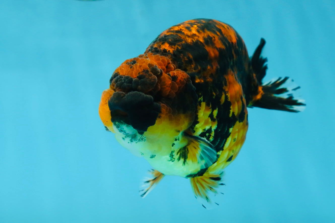 AAA Grade Tiger LionKing 5 inches #052325LC_18