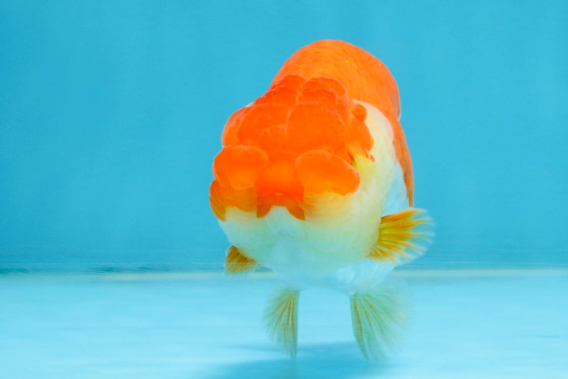 A Grade Red White LionQueen 4 inches #112125LC_06