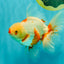 A Grade Kohaku Red White Oranda Male 6 inches #101626OR_11