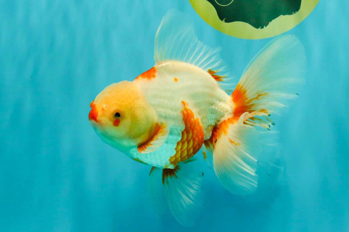 A Grade Kohaku Red White Oranda Male 6 inches #101626OR_11