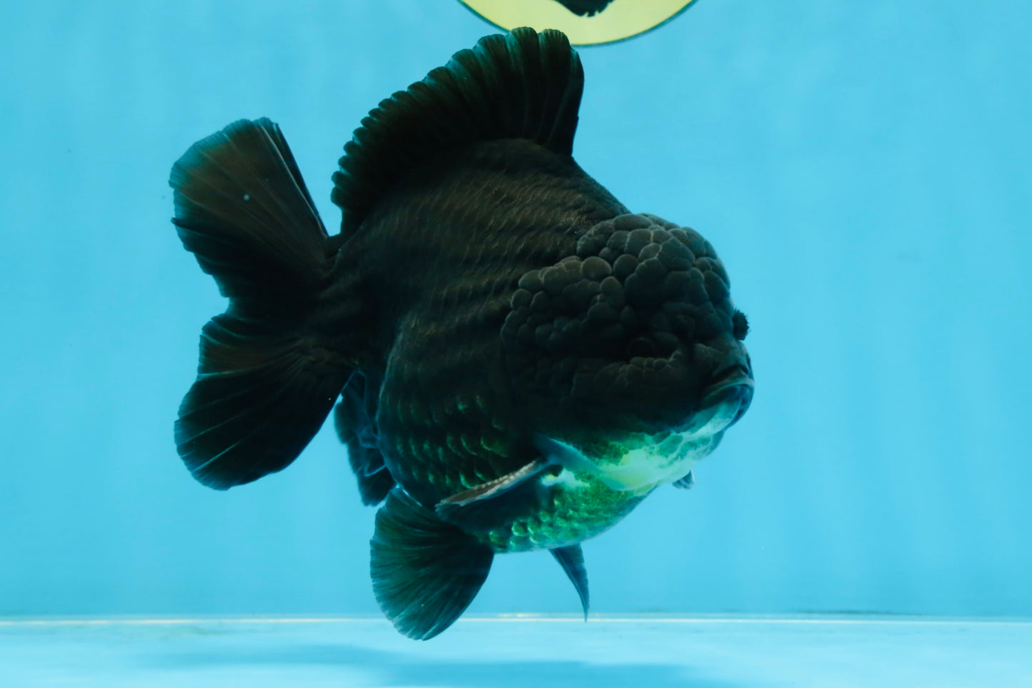 AAA Grade Godzilla Black Yuanbao Male 5-5.5 inches #103125YB_03