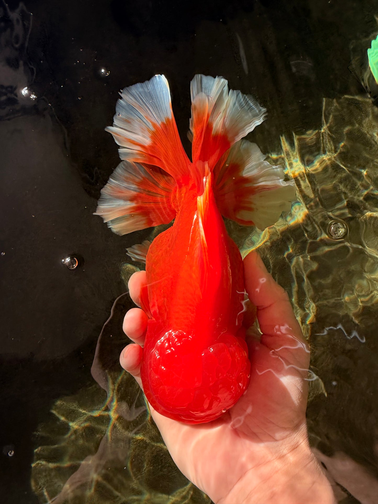JUMBO A Grade Red White Oranda Female 7.5 inches #032026OR_02