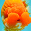 BIG CHEEK AAA Grade Super Hybrid Buffalo Red Ranchu Male 6 inches #100226RC_21