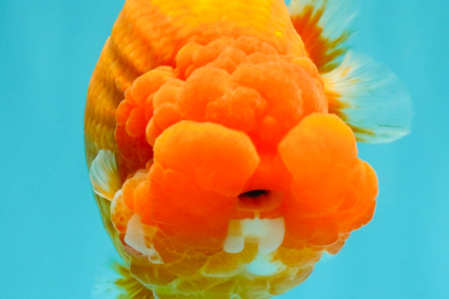 BIG CHEEK AAA Grade Super Hybrid Buffalo Red Ranchu Male 6 inches #100226RC_21