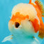 FLUFFY WEN Red White Oranda Male 6.5 inches #040326OR_11
