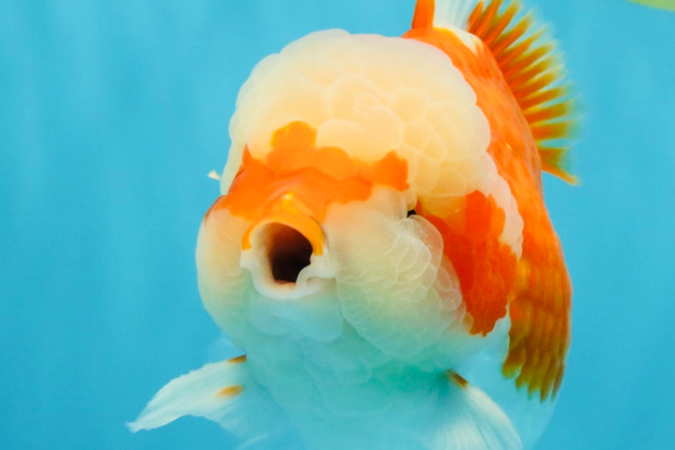 FLUFFY WEN Red White Oranda Male 6.5 inches #040326OR_11