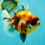AAA Grade Jumbo Body Marble Sakura Oranda Male 6.5-7 inches #062626OR_02