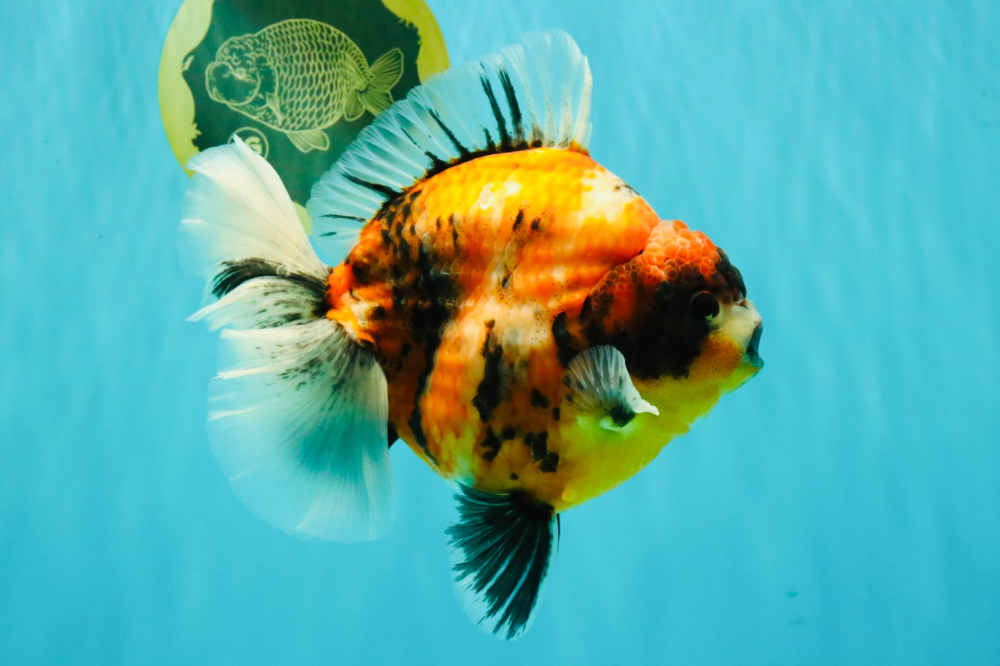 AAA Grade Jumbo Body Marble Sakura Oranda Male 6.5-7 inches #062626OR_02