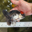 Tricolor Oranda Female 5 inches #091225OR_16