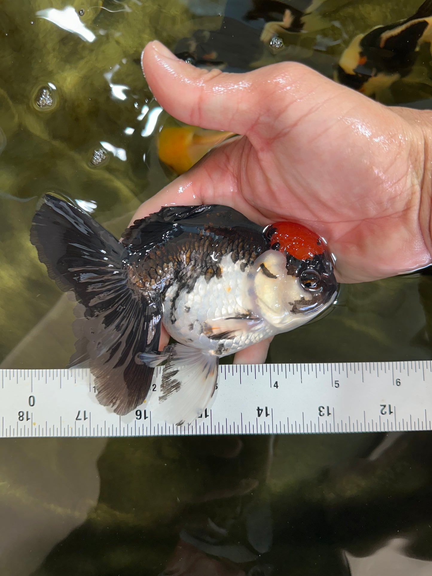 Tricolor Oranda Female 5 inches #091225OR_16