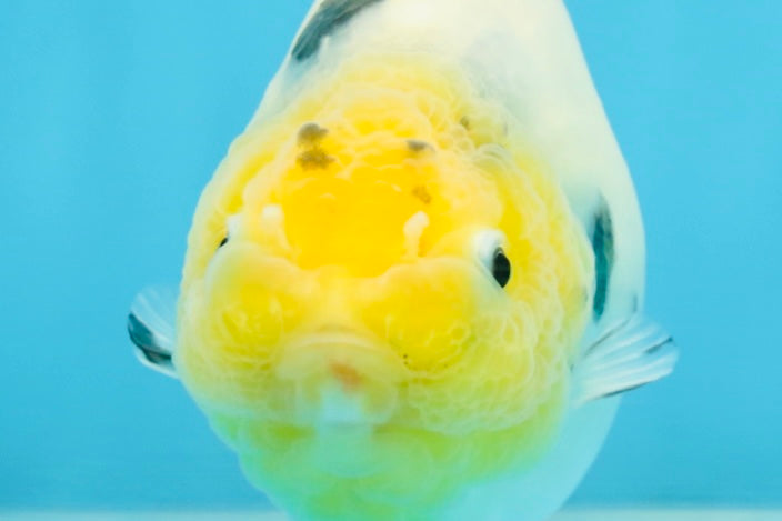 UNIQUE A Grade Chinese Cow Ranchu Female 4.5 inches #102425RC_04