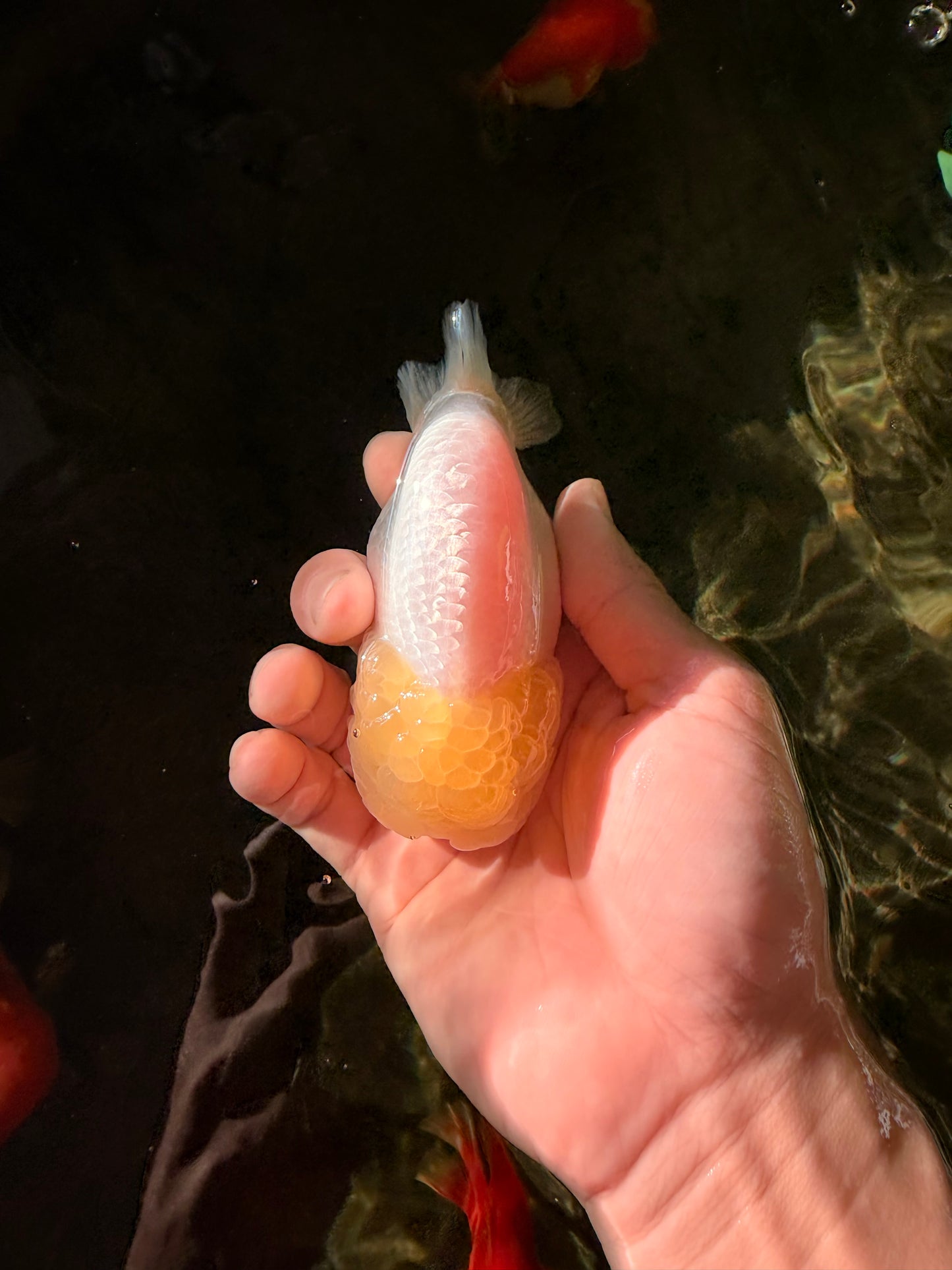 A Grade White LionQueen 4-4.5 inches #030626LC_02