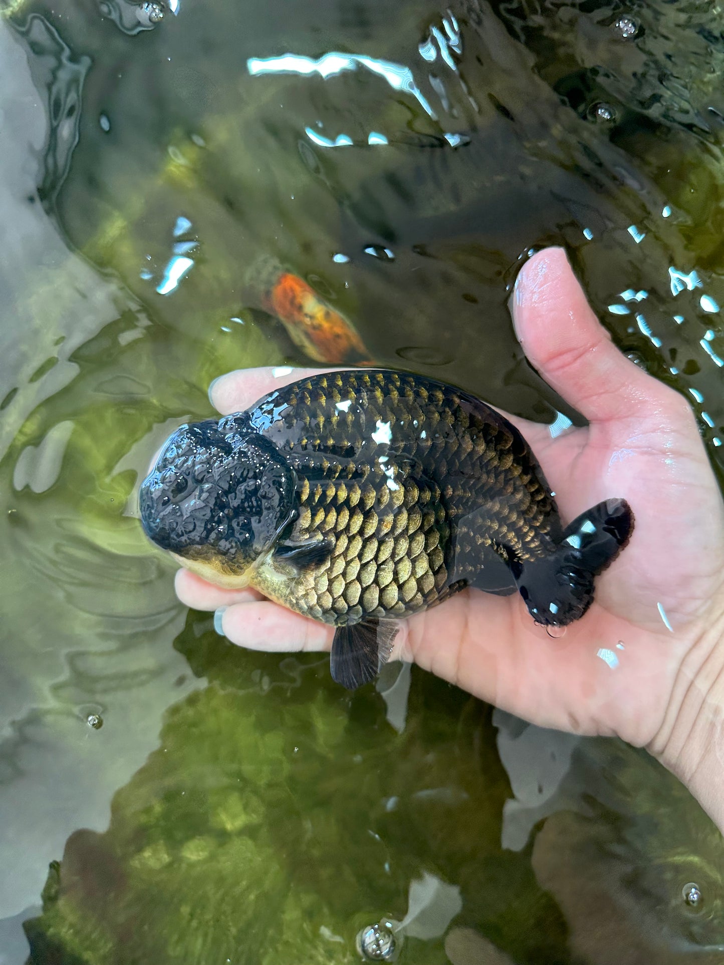 AAA Grade Strong Body Structure Godzilla Black LionKing 5-5.5 inches #051625LC_09