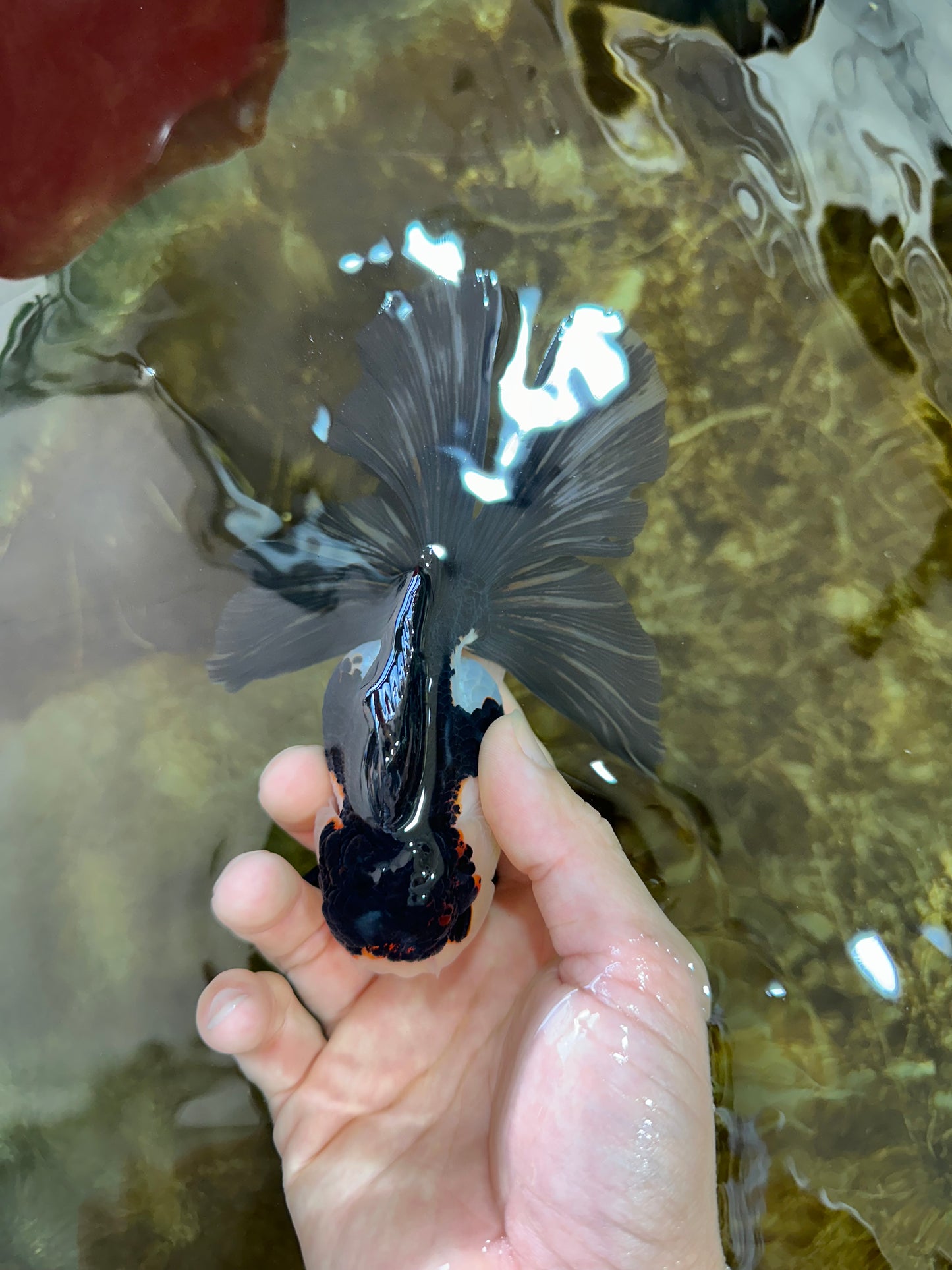 A Grade Tricolor Oranda Female 5-5.5 inches #070425OR_21