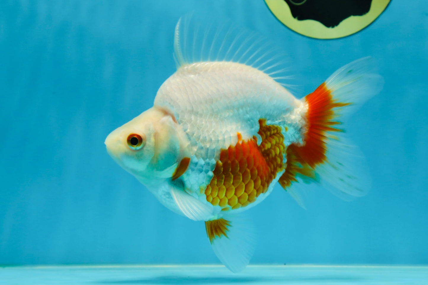 A Grade Red White Ryukin Female 5.5 inches #060625RK_31