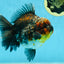 AAA Grade Godzilla Kirin Oranda Male 5.5 inches #050925OR_50