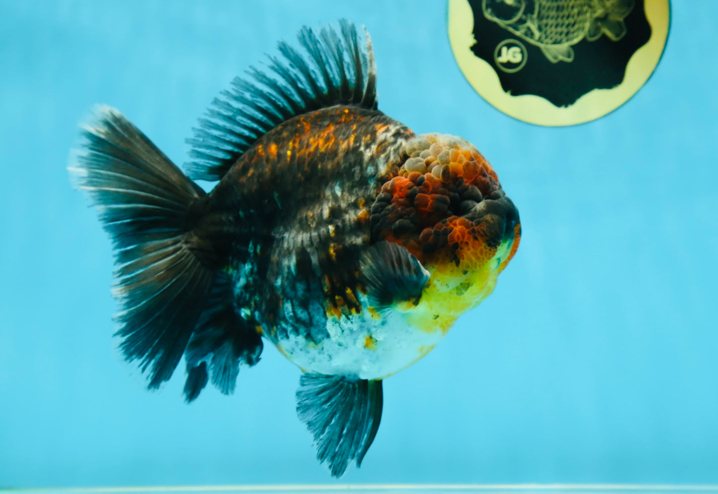 AAA Grade Godzilla Kirin Oranda Male 5.5 inches #050925OR_50
