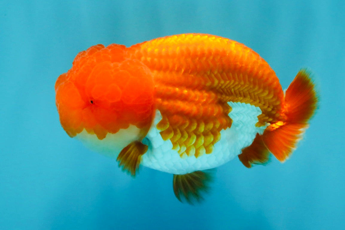 A Grade Dragon Head Red White LionQueen 4 inches #022726LC_26