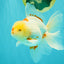 A Grade Red White Oranda Male 6 inches #102326OR_09
