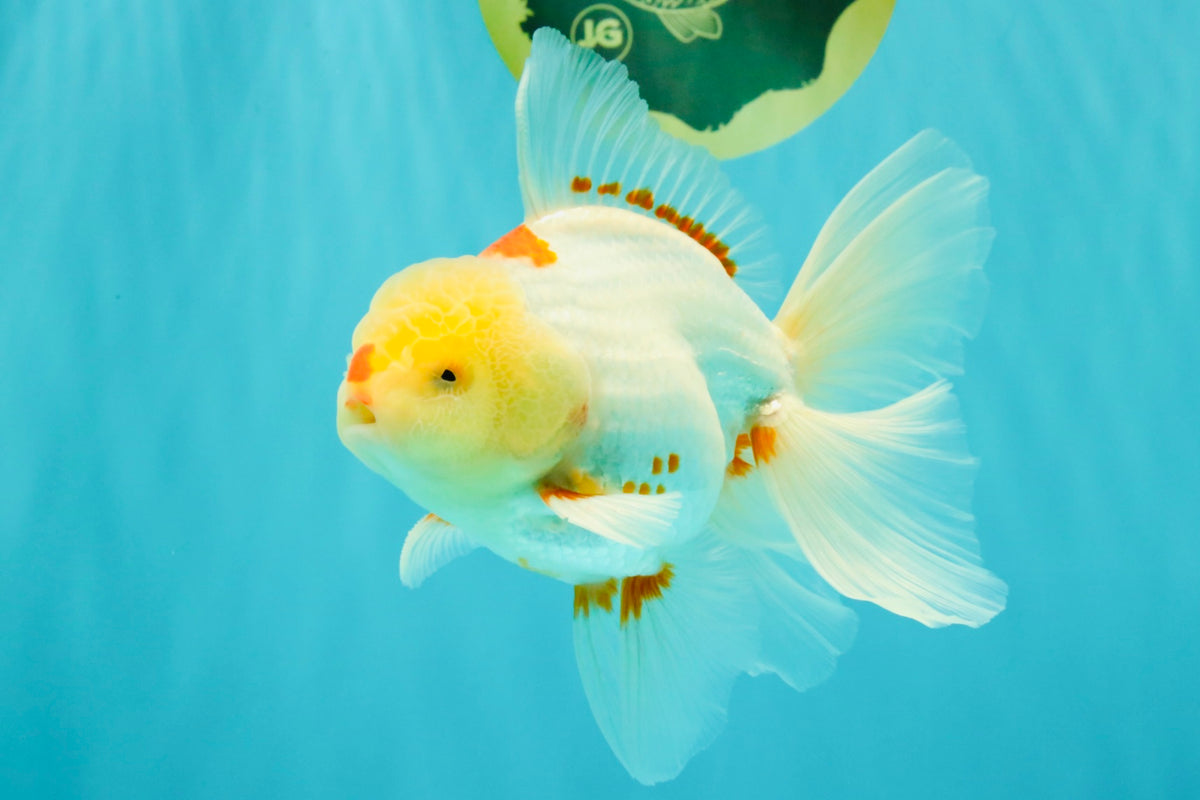 A Grade Red White Oranda Male 6 inches #102326OR_09