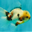A Grade Marble Oranda Male 5.5-6 inches #082826OR_08