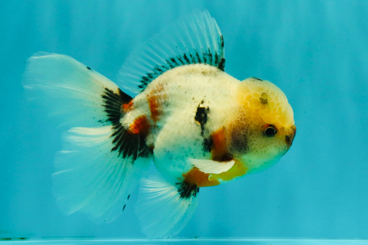 A Grade Marble Oranda Male 5.5-6 inches #082826OR_08