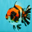 UNIQUE AAA Grade Tricolor Tiger Yuanbao Male 4.5-5 inches #080726YB_26