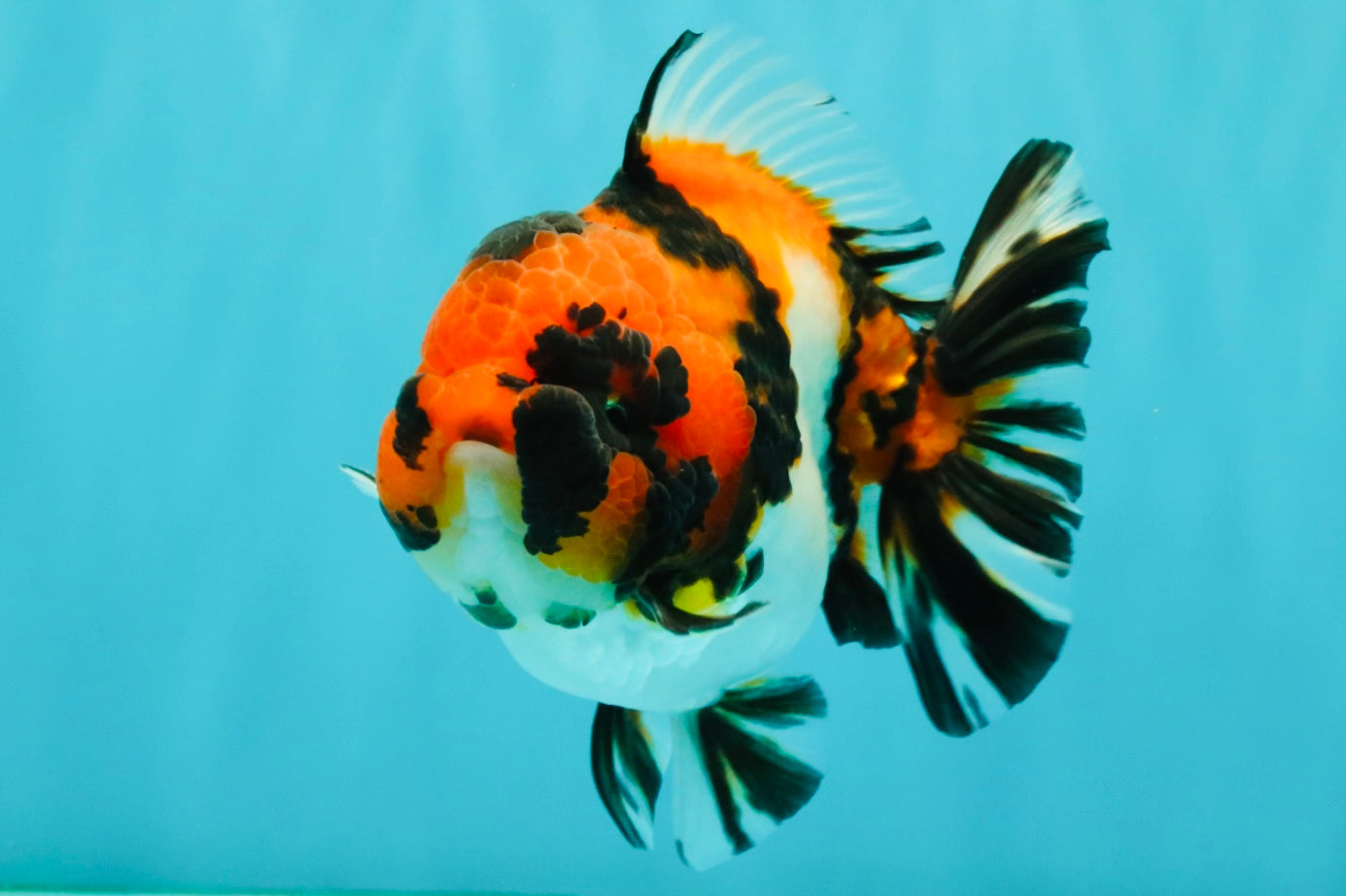 UNIQUE AAA Grade Tricolor Tiger Yuanbao Male 4.5-5 inches #080726YB_26