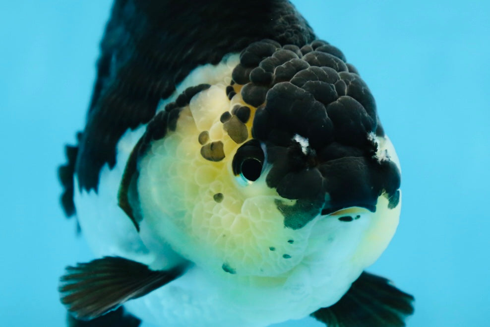 A Grade Panda Button Eyes Yuanbao 6 inches #080825YB_26